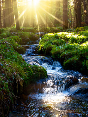 Nature